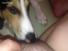 Dog licking some pubes